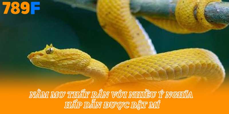 Nằm mơ thấy rắn