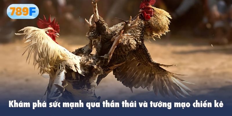 Khám phá bí mật sức mạnh qua thần thái và tướng mạo chiến kê