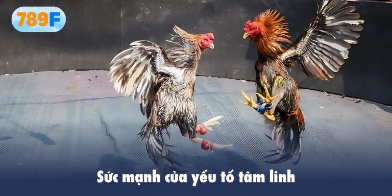 Sức mạnh của yếu tố tâm linh như một gia vị cho quyết định cuối cùng