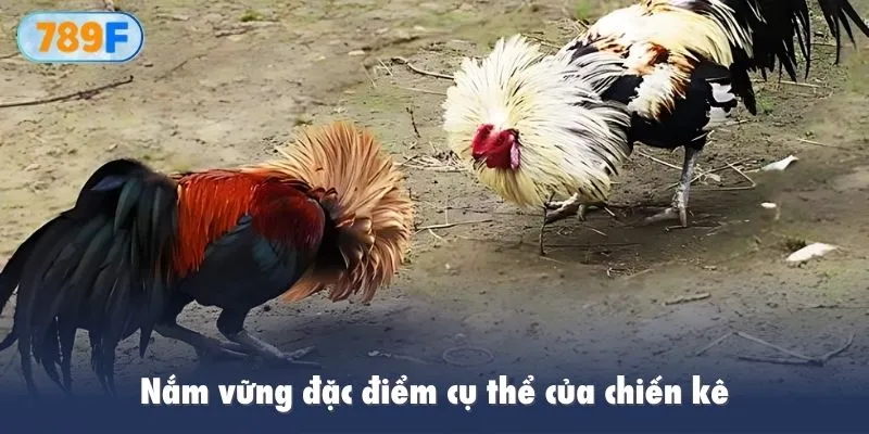 Kinh nghiệm chọi kê thông qua kèo châu Á