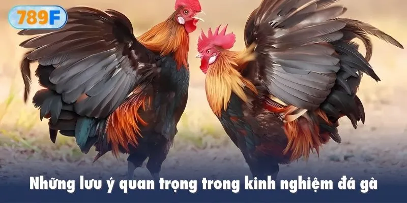 Những lưu ý quan trọng trong kinh nghiệm đá gà